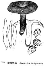 Gampsocleis Lactarius
