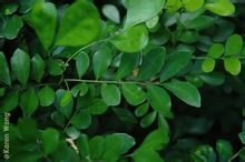 Paniculata είναι
