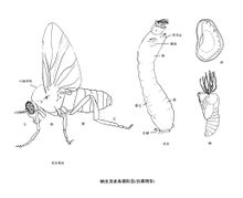 Blackfly