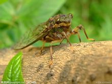 Cicadidae