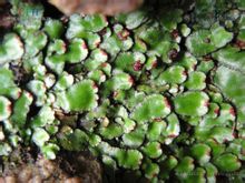 Φίδι Moss Branch
