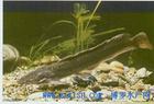 Clarias
