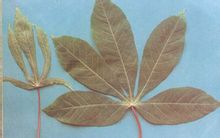 Cassava μωσαϊκό ιό
