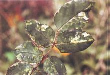 Prunus νεκρωτική ιού δακτυλιοειδούς