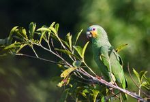Orange-winged Amazon παπαγάλος