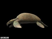 Αρχαία Turtle