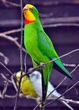 Σούπερ Parrot