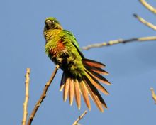 Red καφετιά κοιλιά Conure