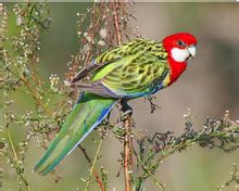 Ανατολική rosellas