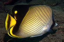 Stripes και πεταλούδα ψάρια