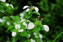Mussaenda