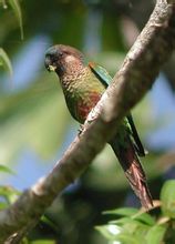 Βαμμένο Conure