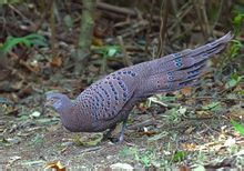 Hainan Peacock Φασιανός