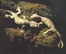 Webbed-toed gecko