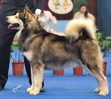 Αλάσκα Malamute