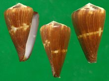 Conus Διαφήμιση