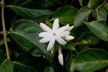 Jasmine Μάο