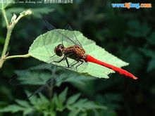 Red dragonfly