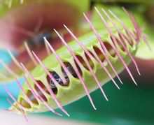 Herbivory