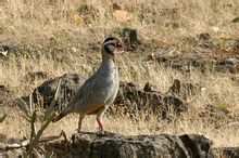 Big chukar
