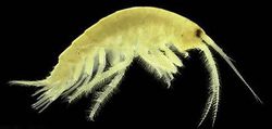 Gammarus