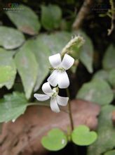 Neomartinella