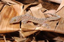Lanyu gecko