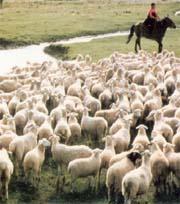Ganga πρόβατα