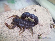 Scorpion ματιών