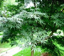 Acer palmatum