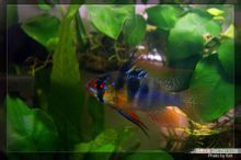Alian μπλε κάρτα snapper μανίκι