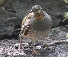 Ring-λαιμό Partridge