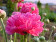 Ranunculaceae