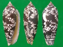 Conus δικαστήριο