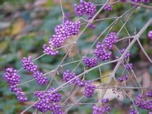 Callicarpa