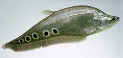 Arapaima κεφάλι ψάρια