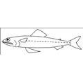 Lizardfishes Branch