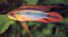 Akashic σύντομο snapper