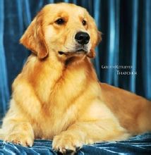 Χρυσή σκυλί Retriever