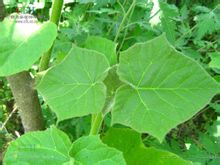 Paulownia