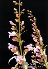 Πλευρική Penstemon λουλούδι