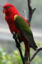 Lory Συνομιλίας