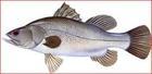 Barramundi
