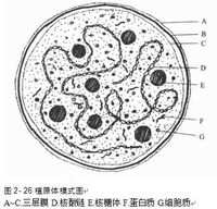 Αχλάδι πτώση phytoplasma