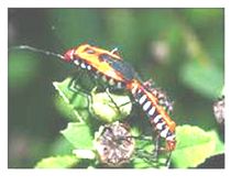 Stinkbug