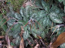 Καλέντουλα γένους Gesneriaceae