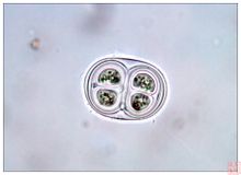Chroococcaceae γένους