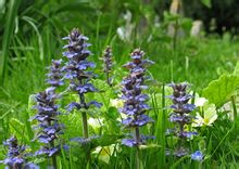 Γένος Ajuga