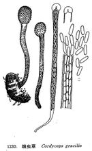 Πρόστιμο Cordyceps