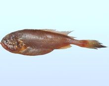 Collichthys ψάρια